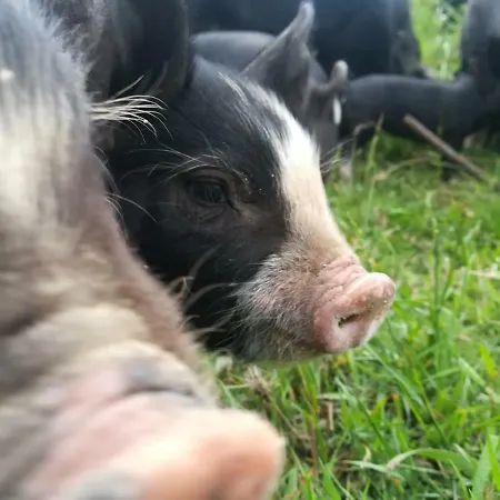 Landhaus La Granja Del Cerdo Perfecto *